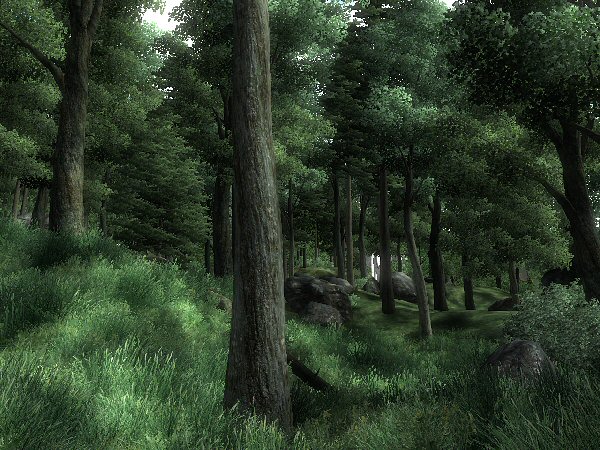 Forest