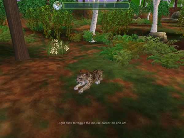 Spanish lynx
