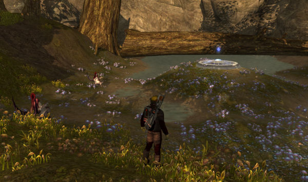 Fields of flowers